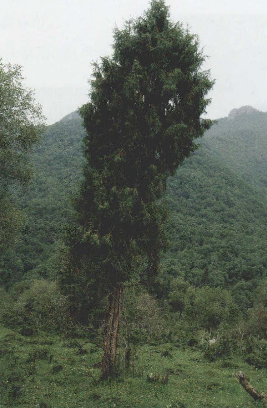 祁連山圓柏